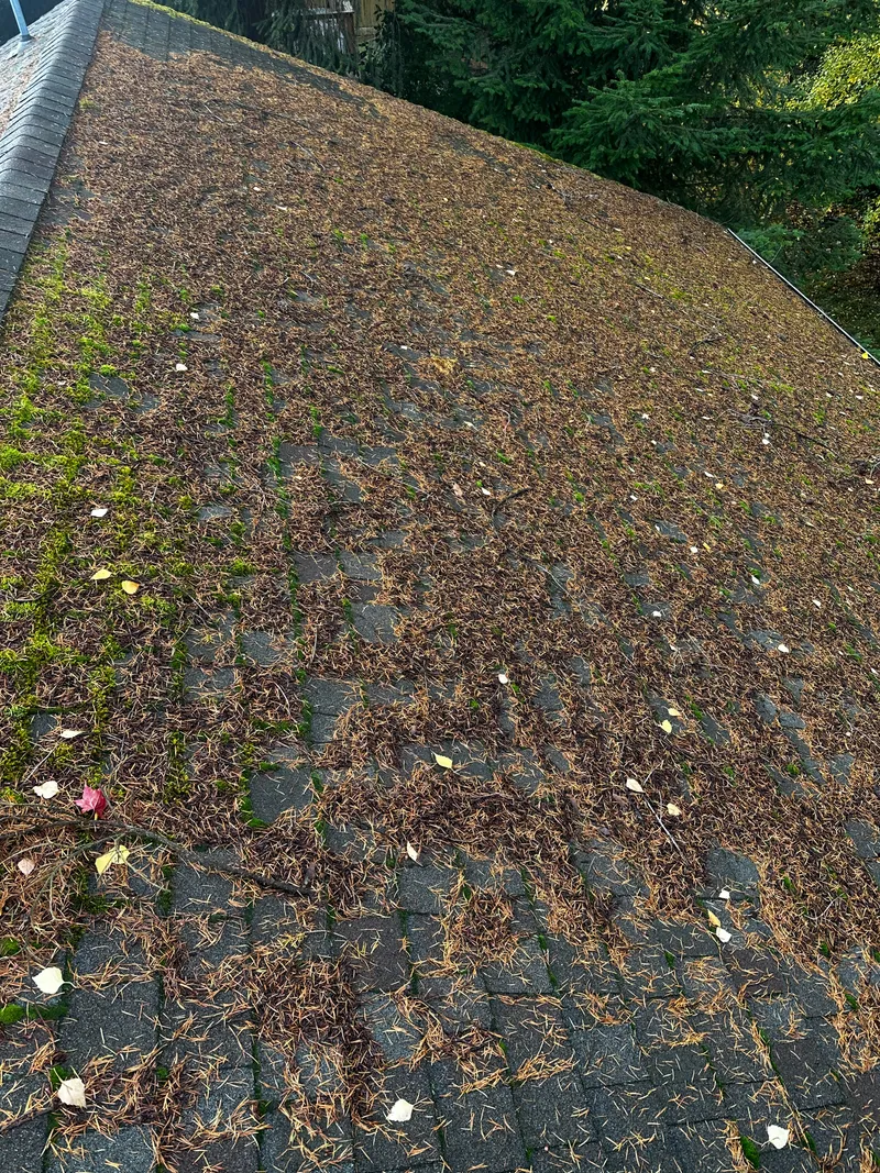 A roof heavily covered in pine needles and moss before cleaning